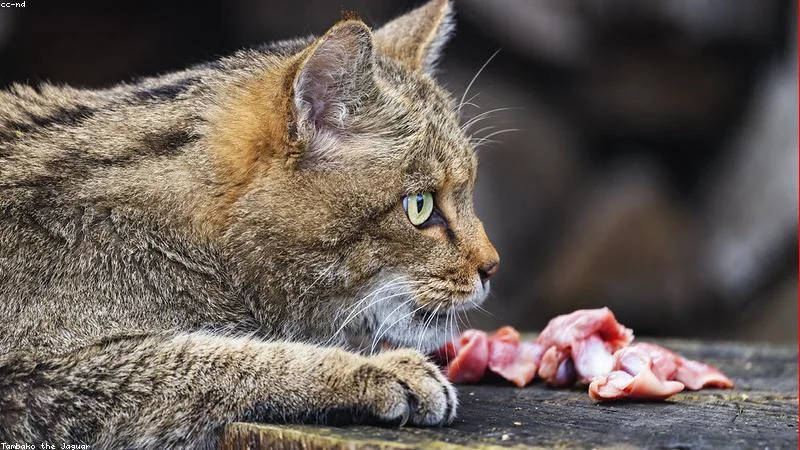 How to Combine Wet and Dry Cat Food and Calculate Daily Portions