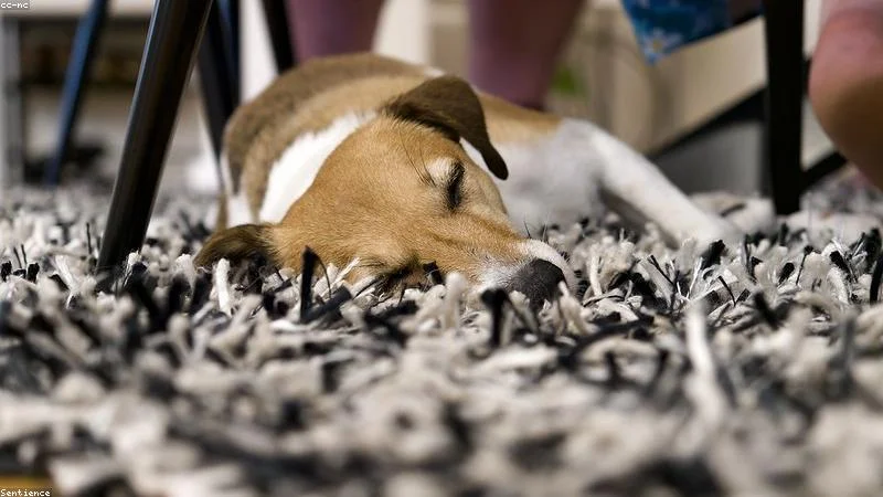 How to Create a Bedtime Routine for Hyperactive Dogs That Won't Sleep